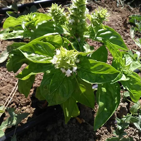 住宿加早餐酒店 Herrara Geyikli